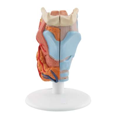 MODEL OF THE LARYNX/ Biological anatomy model