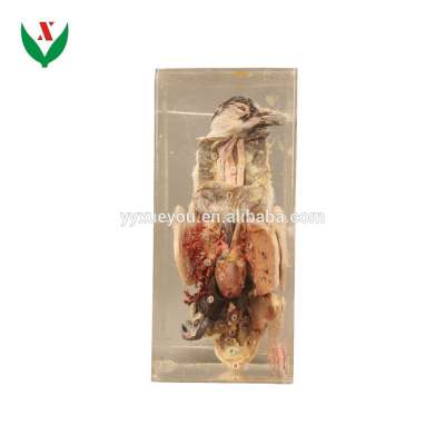 Anatomical specimen of pigeons School lab Class specimen Teaching Aids Learning