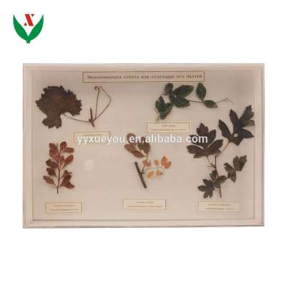 Leaf Representations Herbarium School lab Class specimen Teaching Aids Learning