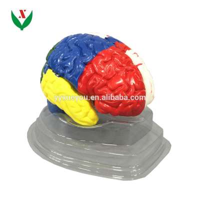 human color brain model / Human biological anatomy