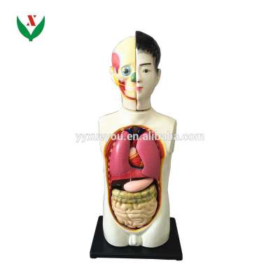 Human Torso Model Children 65CM /anatomical model