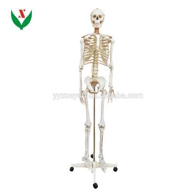 Artificial human skeleton / Biological anatomical model