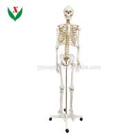 Artificial human skeleton / Biological anatomical model