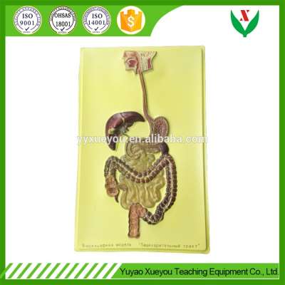 Digestive system model /Biological / teaching equipments