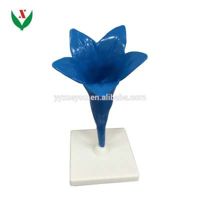 Cornflower flower model / Biological flower model