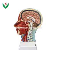 Head sagittal model / anatomical model