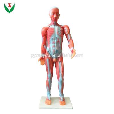 Body muscle model /anatomical model